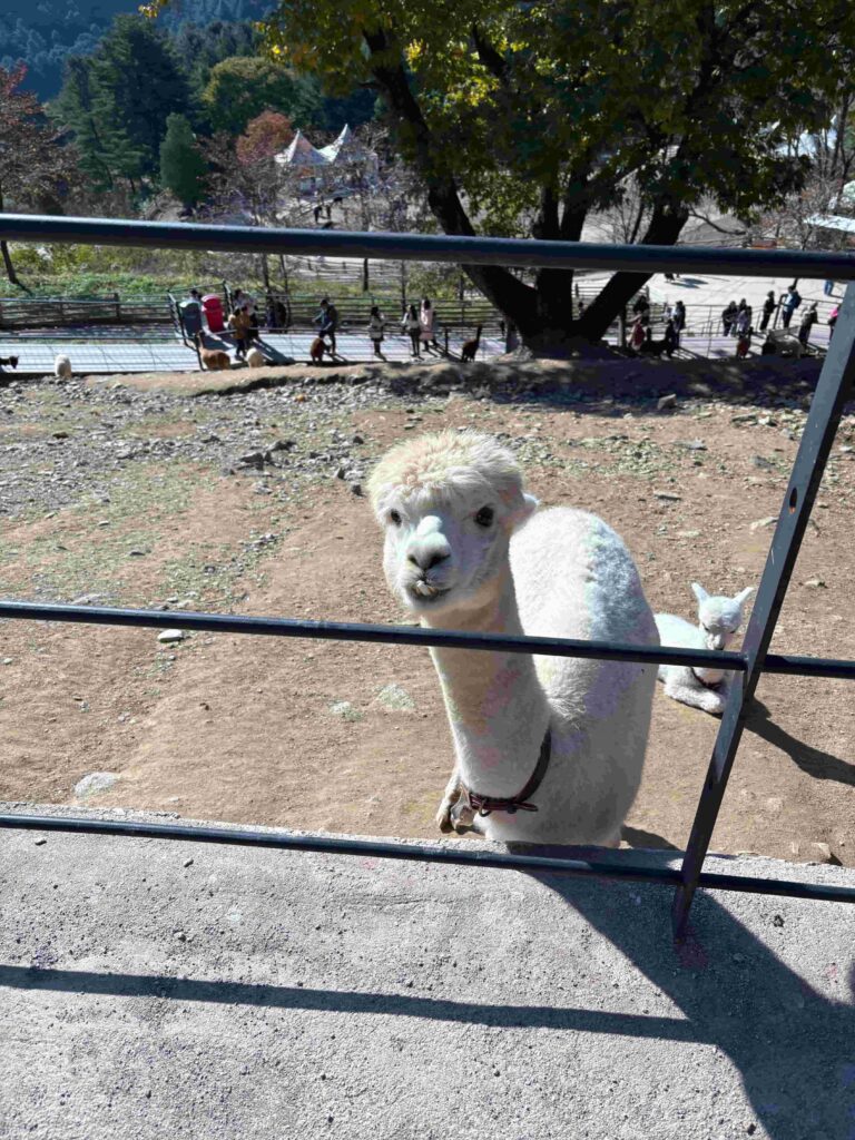 Close up of alpacas at Alpaca World South Korea.